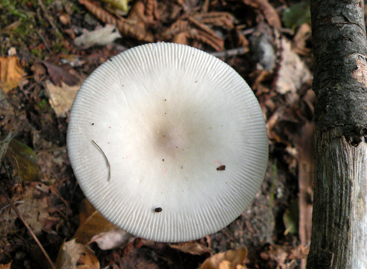 Amanita vaginata?